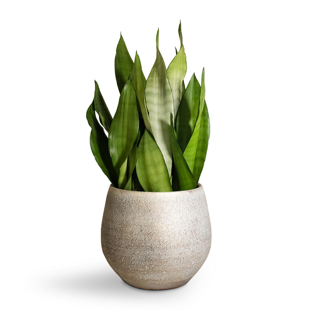 Sansevieria trifasciata Moonshine - Snake Plant & Noor Plant Pot