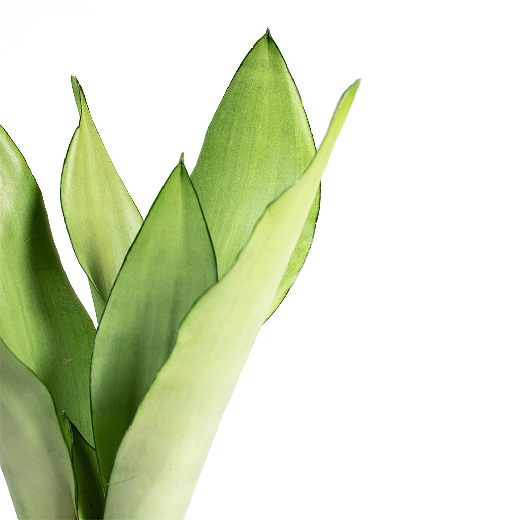 Sansevieria trifasciata Moonshine - 14x45cm In Fem Plant Pot Pear Green -  22x19cm