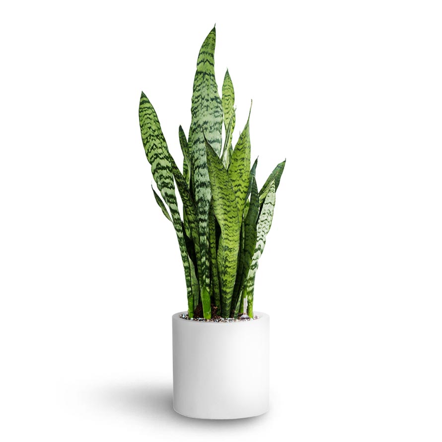Sansevieria zeylanica - Hydroculture & Puk Planter - Matt White