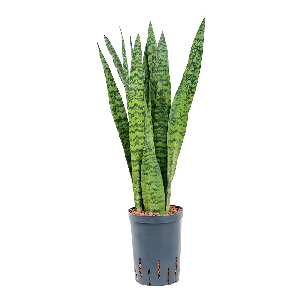 Sansevieria zeylanica - Hydroculture - 15/19 x 60cm