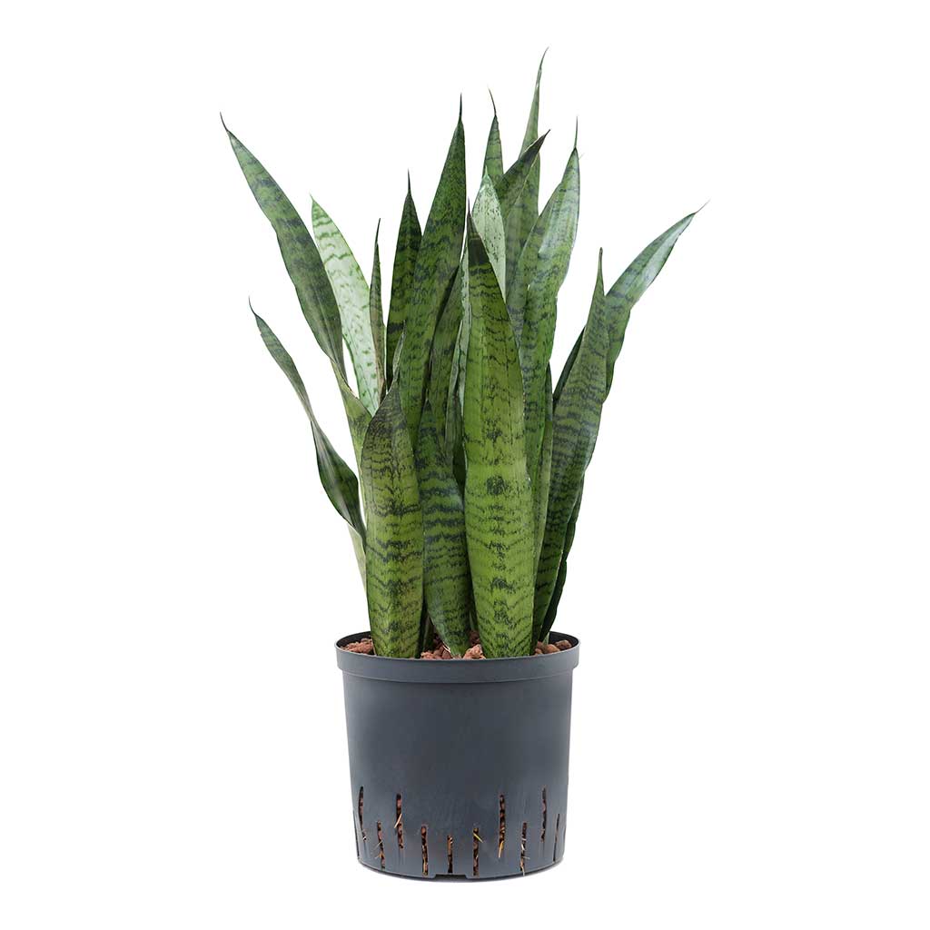 Sansevieria zeylanica Hydroculture Indoor Plant Large