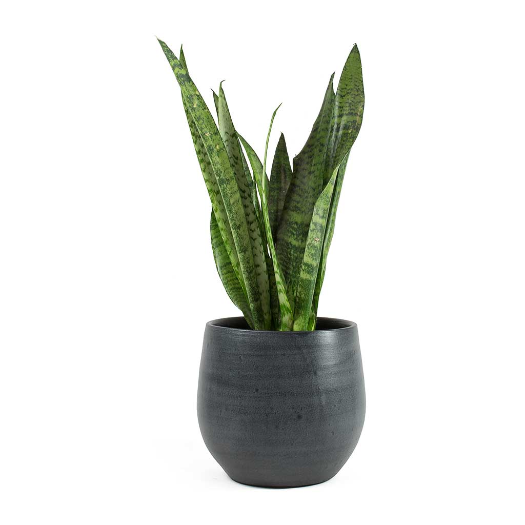 Sansevieria zeylanica Snake Plant & Esra Graphite Plant Pot