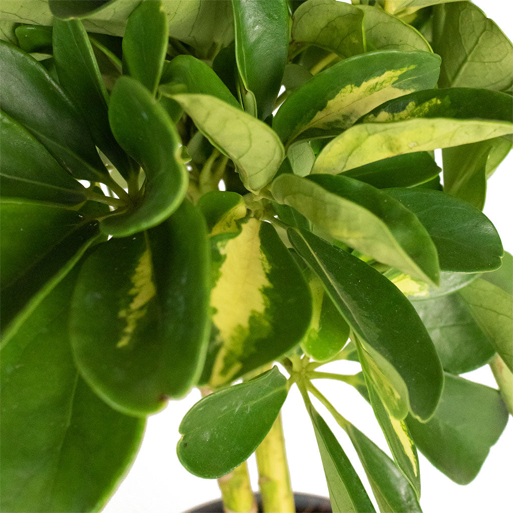 Schefflera Gold Capella - Stemmed Dwarf Umbrella Tree & Hammered Bowl - Black with Copper