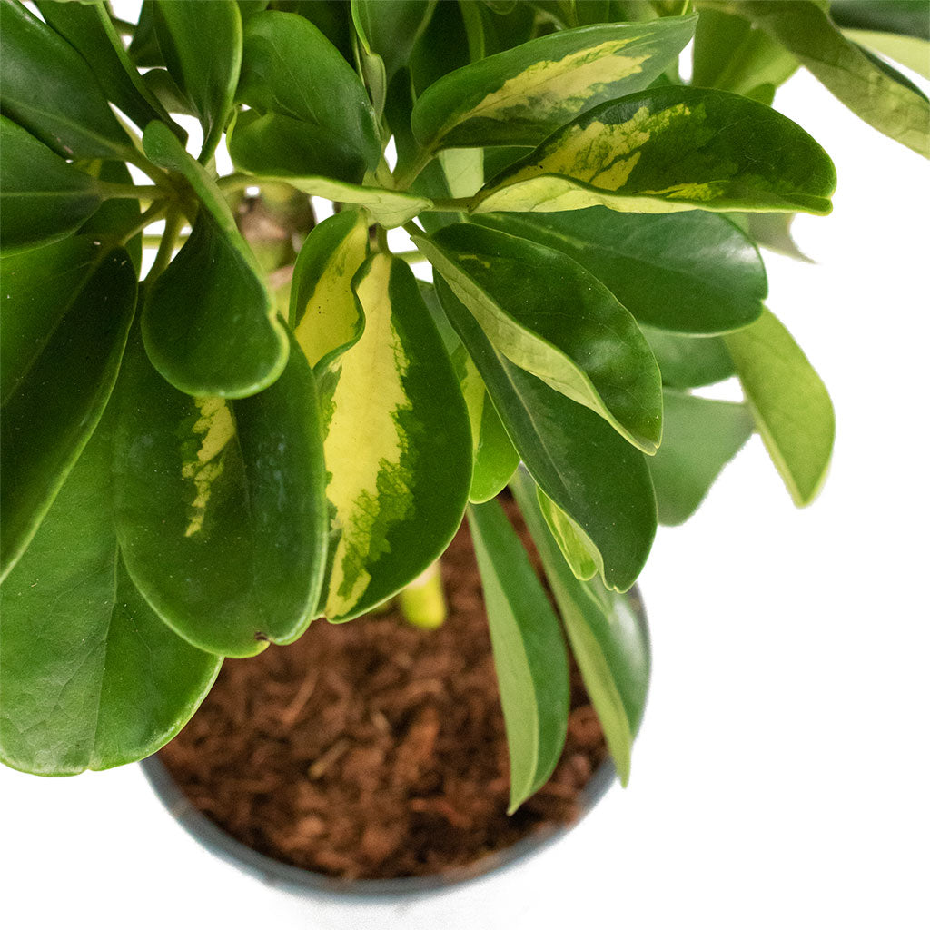 Schefflera Gold Capella - Stemmed Dwarf Umbrella Tree Above