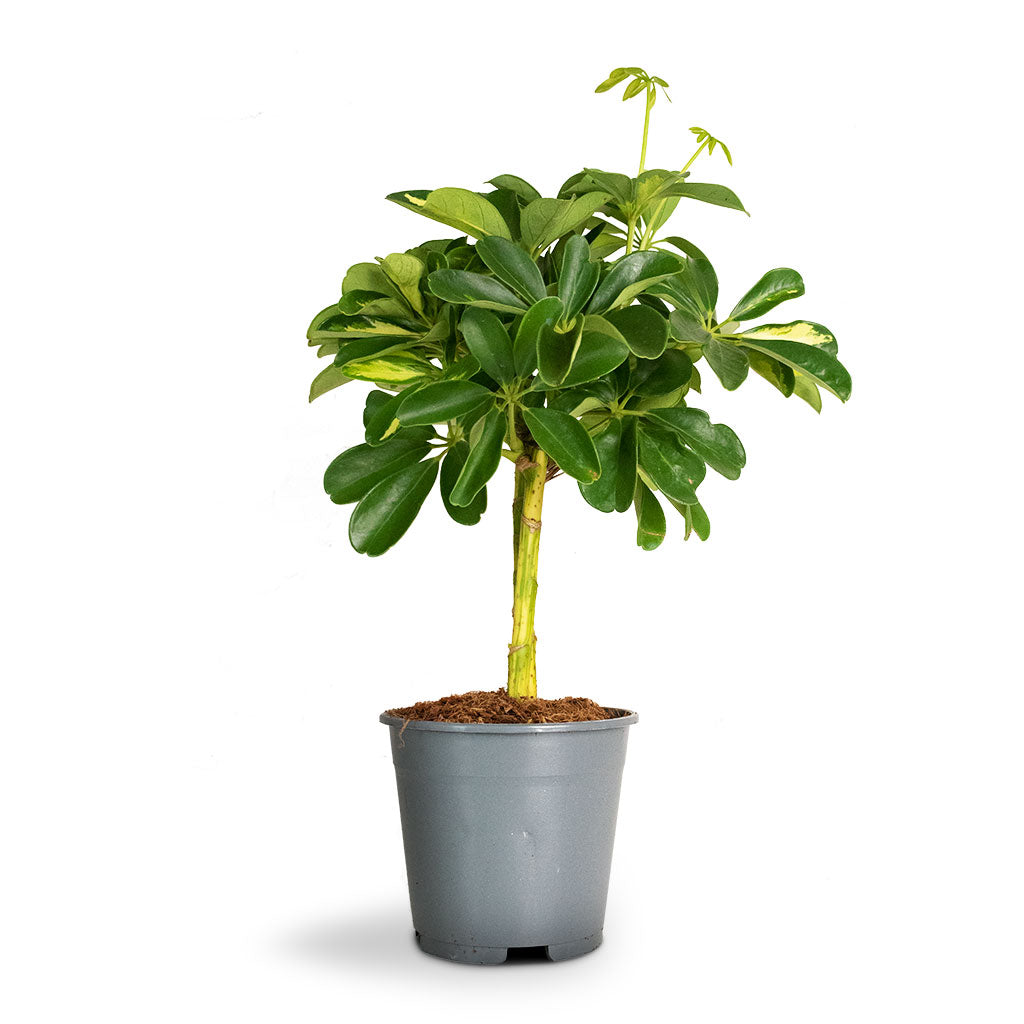 Schefflera Gold Capella - Stemmed Dwarf Umbrella Tree