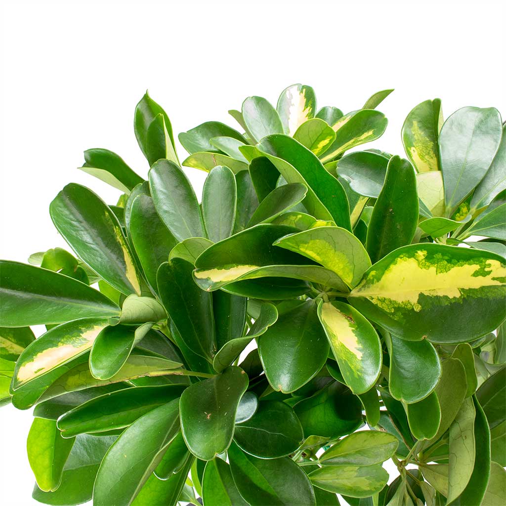 Schefflera Gold Capella - 27x120cm In Harith High Mineral Planter Travertine - 40x48cm
