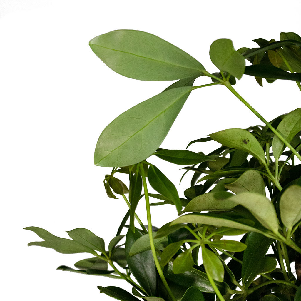Schefflera arboricola Compacta - Dwarf Umbrella Tree - Leaves underside