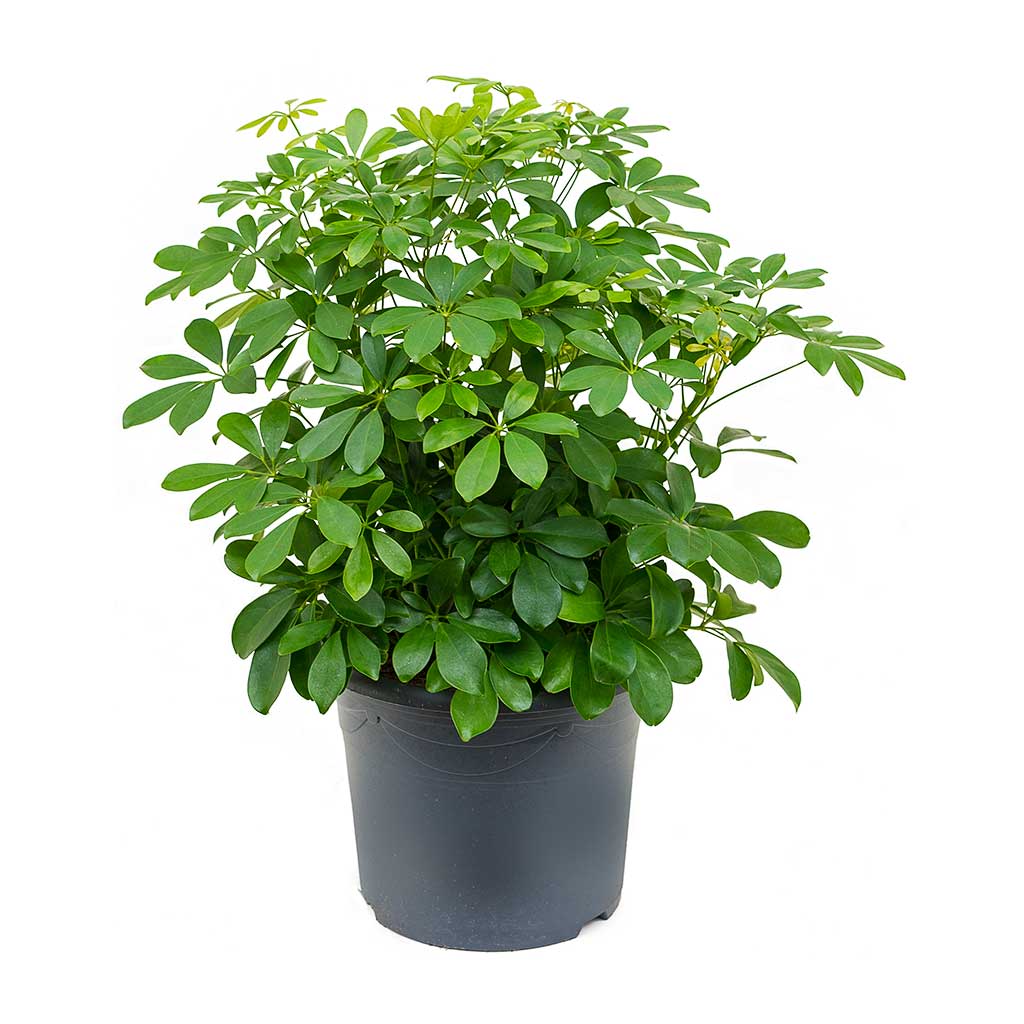Schefflera arboricola - 34x80cm In Opus Raw Couple Planter Gold - 65x53cm