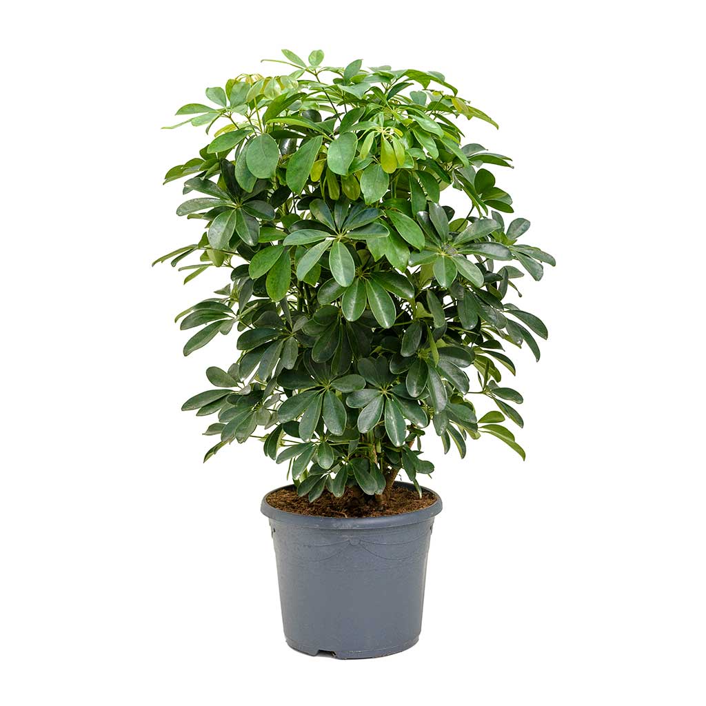 Schefflera arboricola - Dwarf Umbrella Tree 31 x 110cm