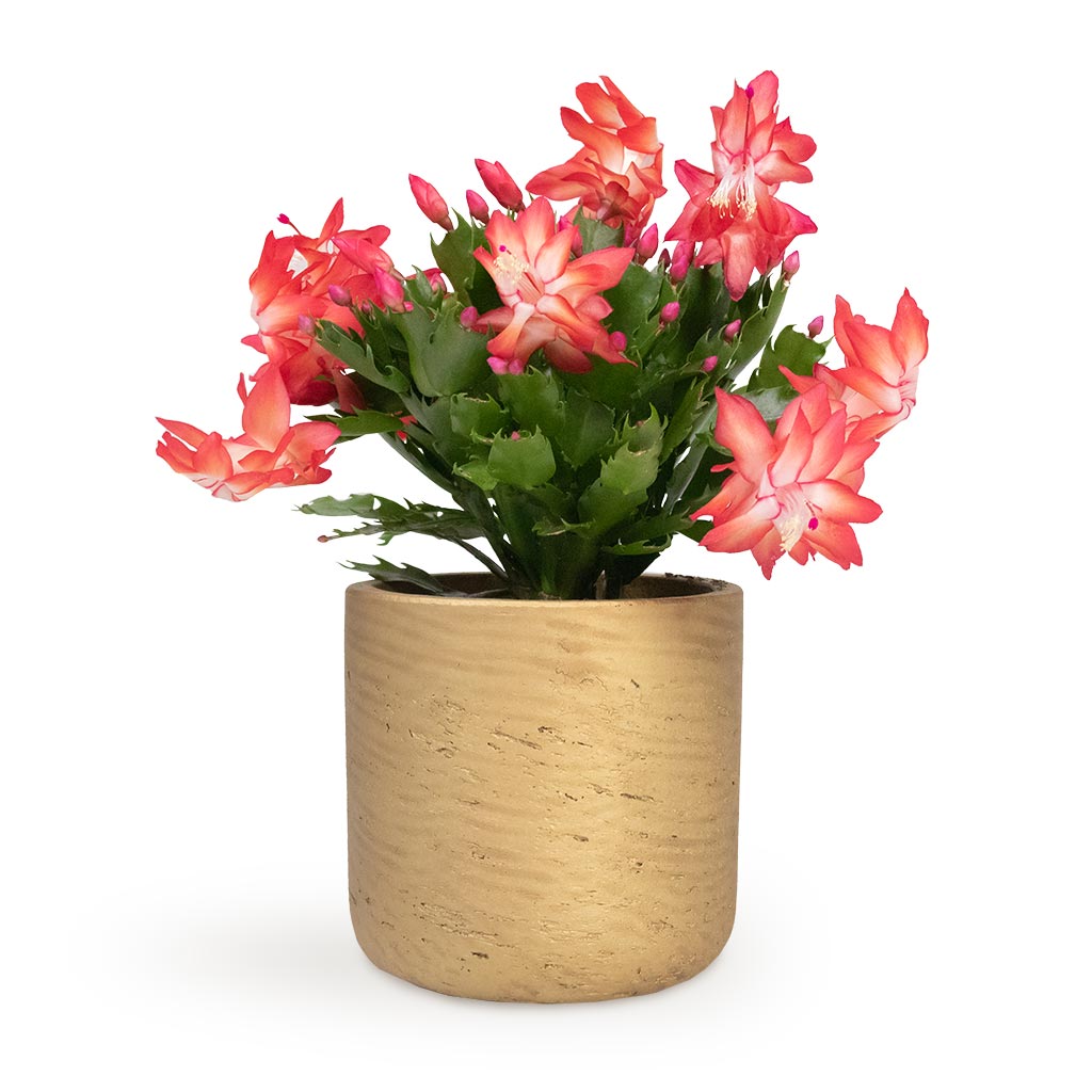 Schlumbergera - Christmas Cactus - Red & Charlie Plant Pot - Metallic Gold