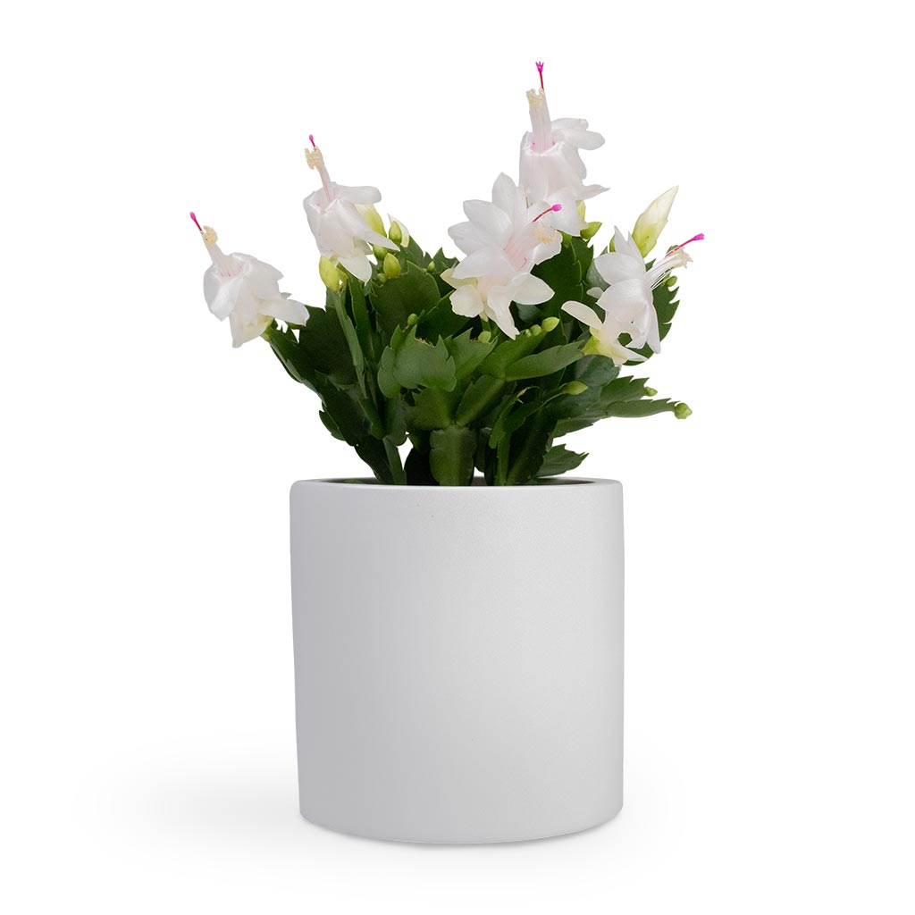 Schlumbergera - Christmas Cactus - White & Puk Planter - Matt White