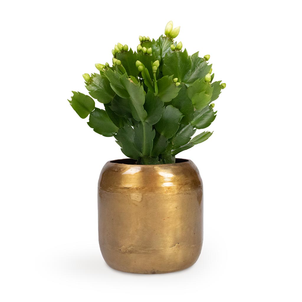 Schlumbergera - Christmas Cactus - White & Arwin Metal Plant Pots - Set of 4 - Old Camel