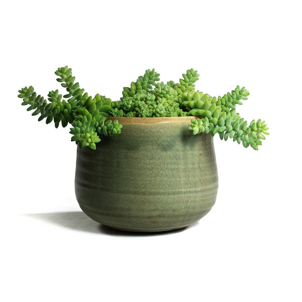 Sedum Burrito Donkey Tail & Iris Plant Pot Mint
