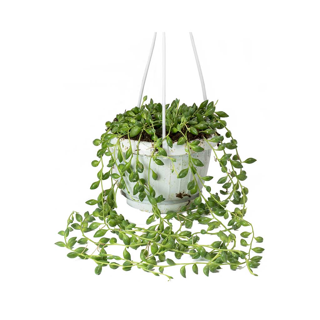 Senecio herreianus - String of Beads 30cm