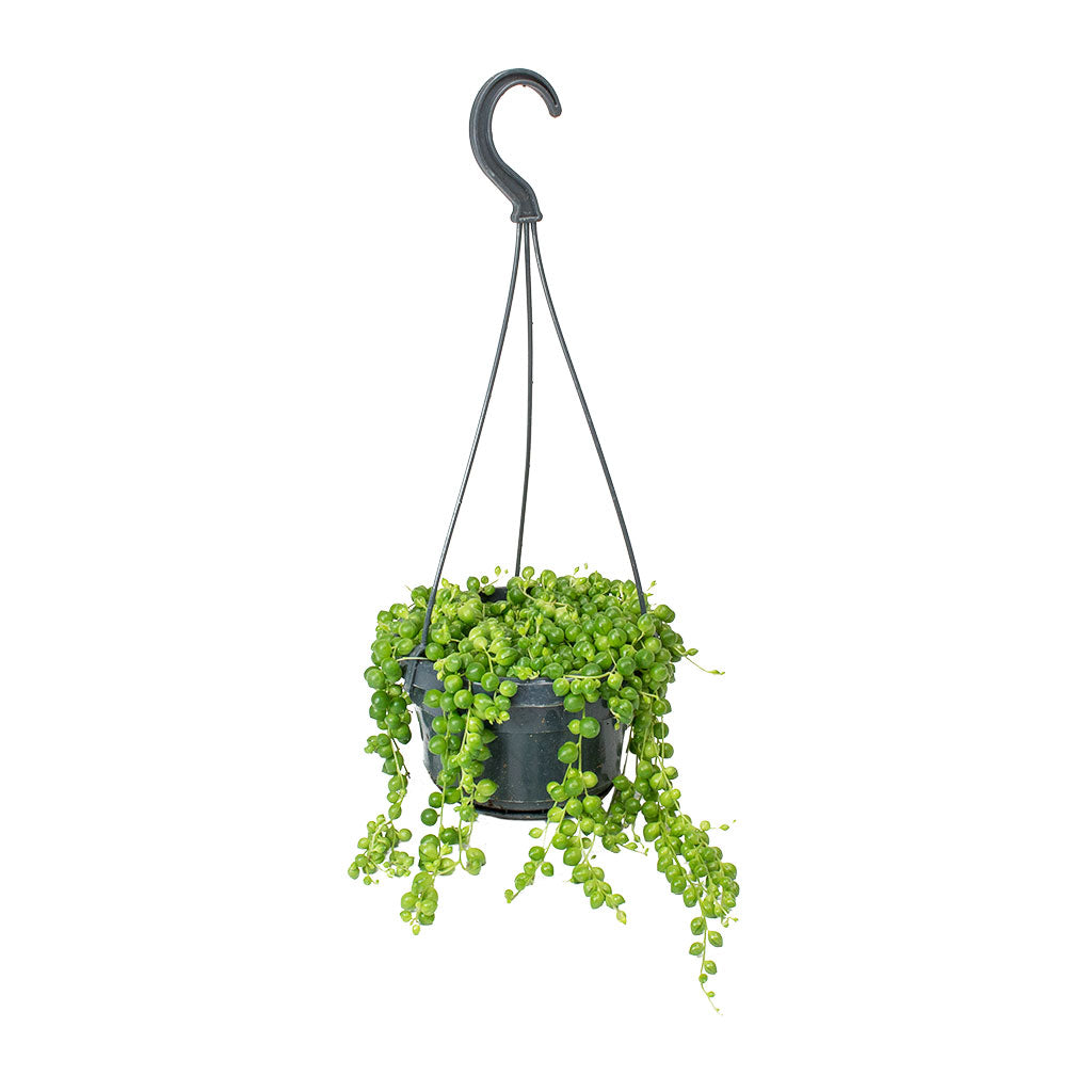 Senecio rowleyanus - String of Pearls