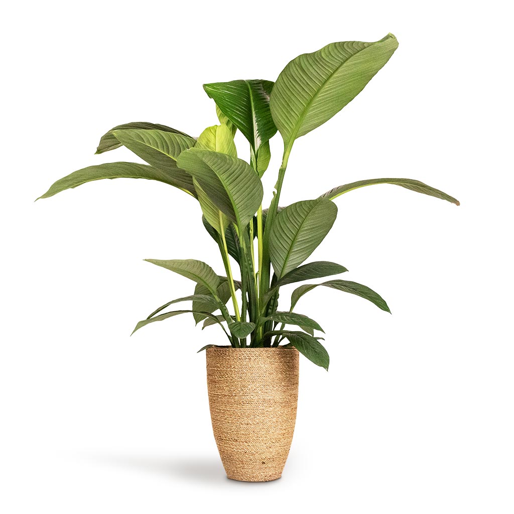 Spathiphyllum Sensation Peace Lily &amp; Ben Plant Pot Straw Grass