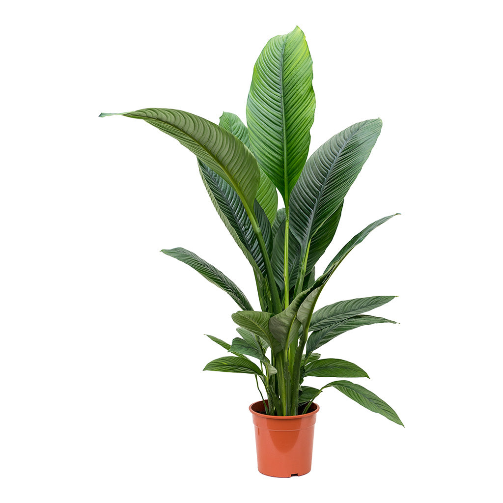 Spathiphyllum Sensation Peace Lily