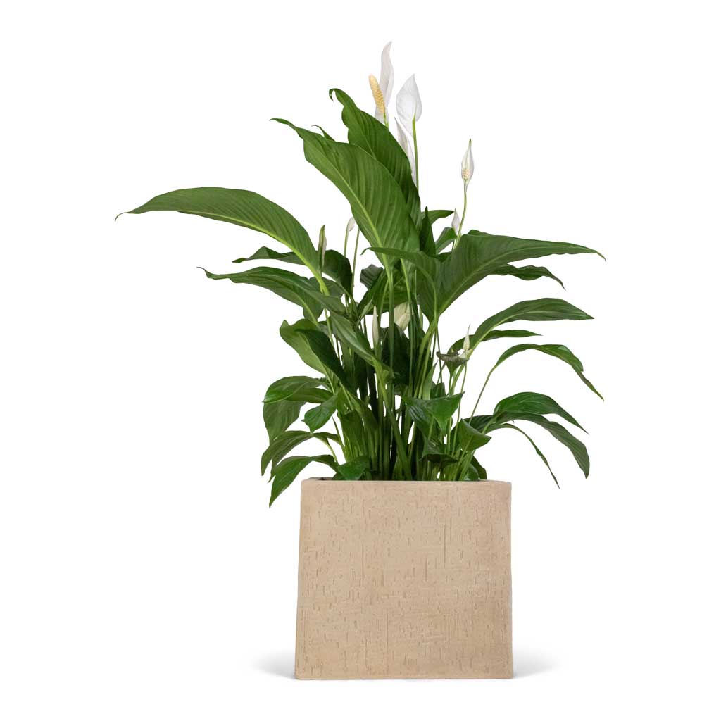 Spathiphyllum Sweet Lauretta - Peace Lily & Raindrop Cube Planter - Stone