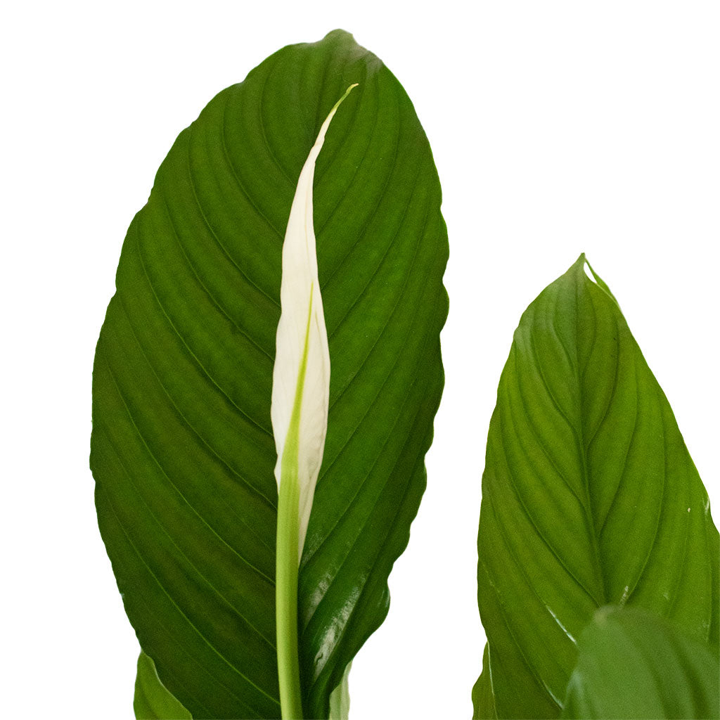 Spathiphyllum Vivaldi - Peace Lily Flower