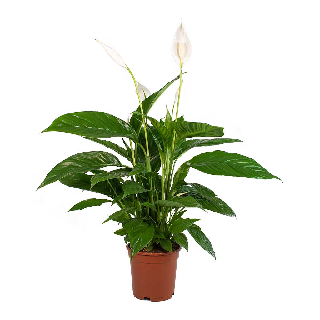 Spathiphyllum Vivaldi - Peace Lily