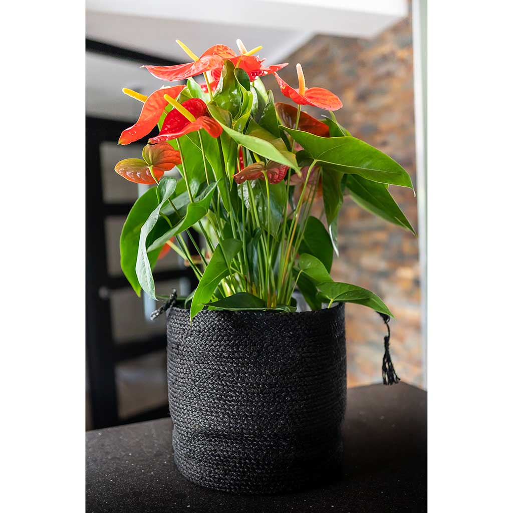 Stefan Plant Baskets - Black & Indoor Plant