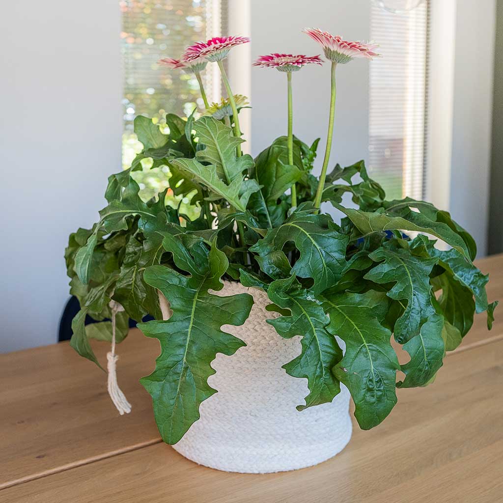 Stefan Plant Basket - Natural & Houseplant