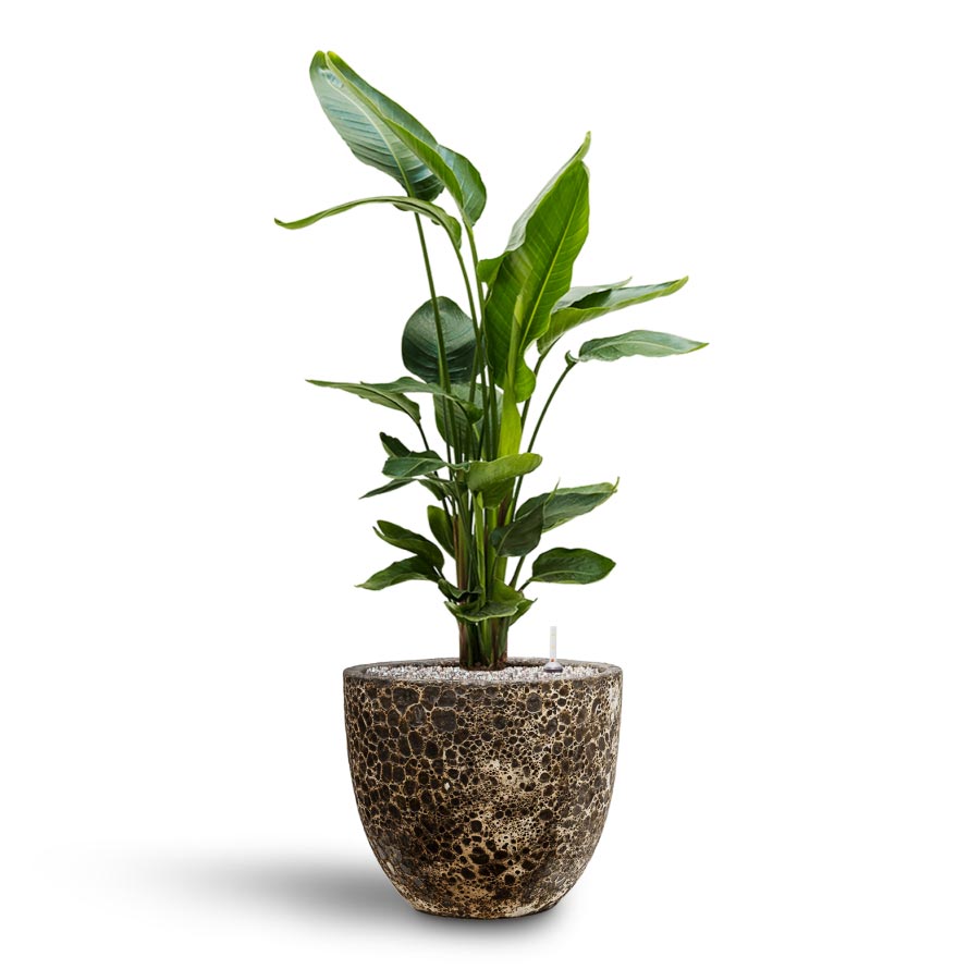 Strelitzia nicolai - Bird of Paradise - Hydroculture Indoor Plant & Lava Couple Relic Planter - Black