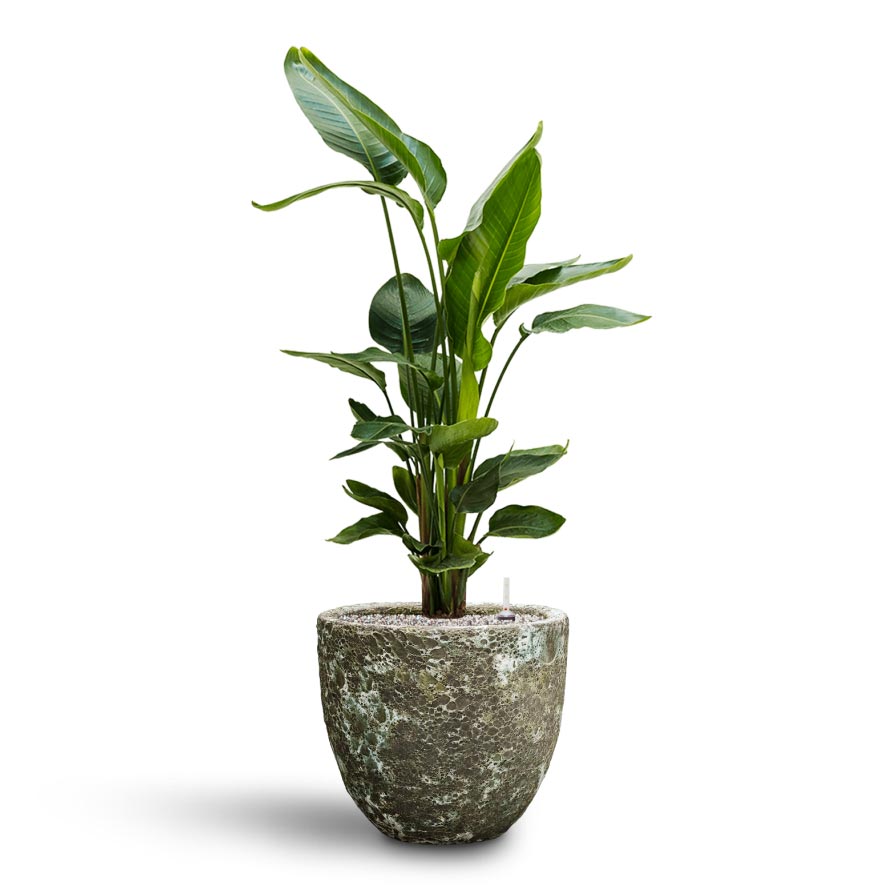 Strelitzia nicolai - Bird of Paradise - Hydroculture & Lava Couple Relic Planter - Jade