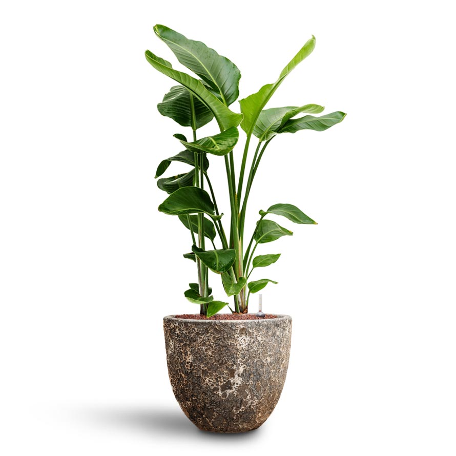 Strelitzia nicolai - Bird of Paradise - Hydroculture & Lava Couple Relic Planter - Rust