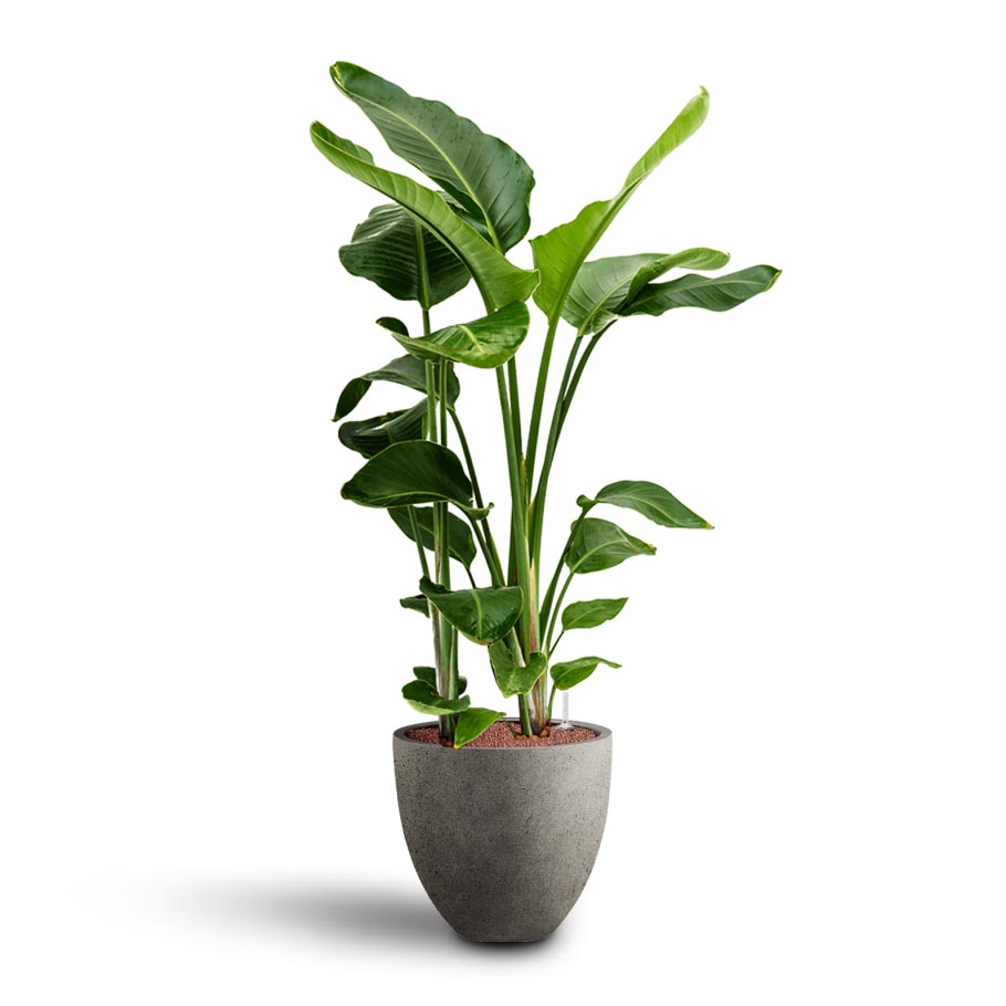 Strelitzia nicolai - Bird of Paradise - Hydroculture & Grigio Egg Pot Planter