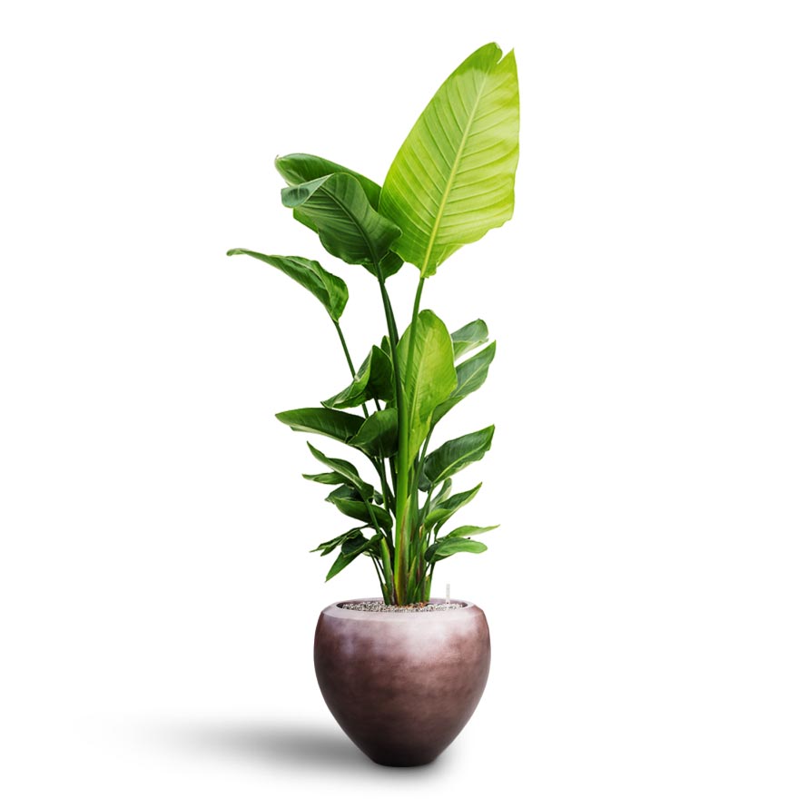 Strelitzia nicolai - Bird of Paradise - Hydroculture Indoor Plant & Metallic Couple Plant Pot - Matt Coffee