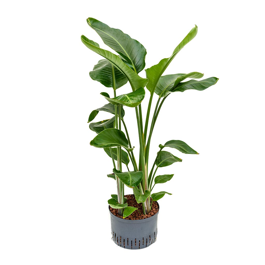 Strelitzia nicolai - Bird of Paradise - Hydroculture - 28/19 x 110cm (3 stems)