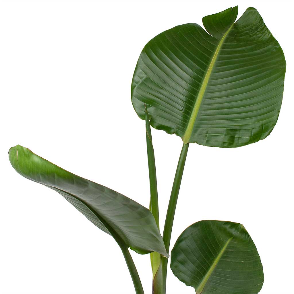 Strelitzia nicolai Giant White Bird of Paradise Leaves
