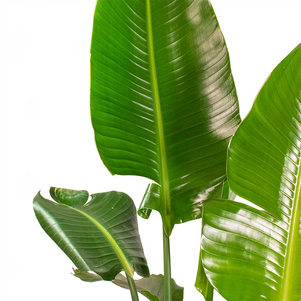 Strelitzia nicolai Giant White Bird of Paradise Split Leaves
