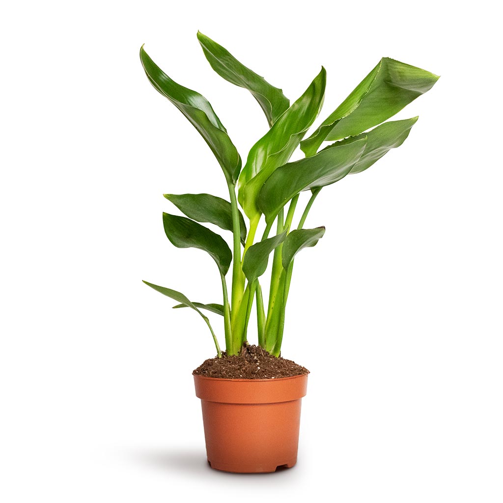 Strelitzia reginea - Bird of Paradise