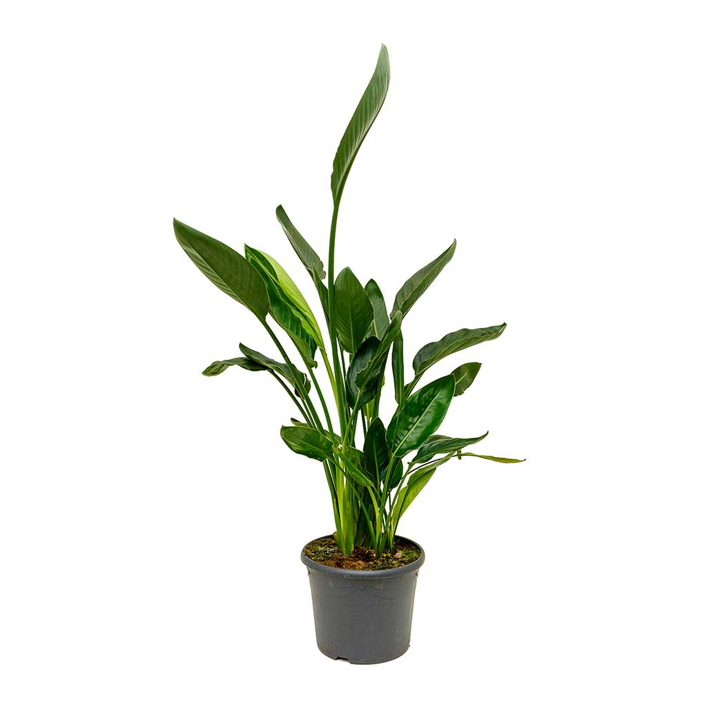 Strelitzia reginea - Bird of Paradise - Large