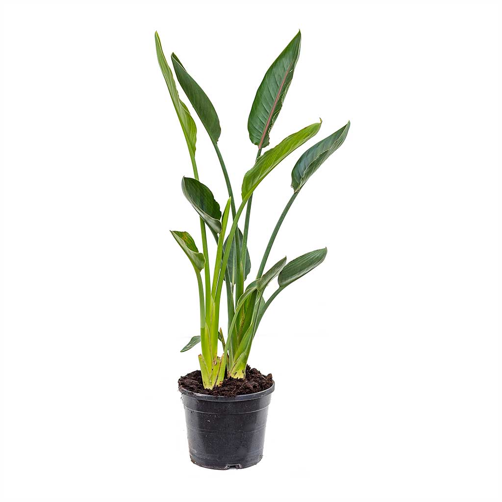 Strelitzia reginea - Bird of Paradise - Medium