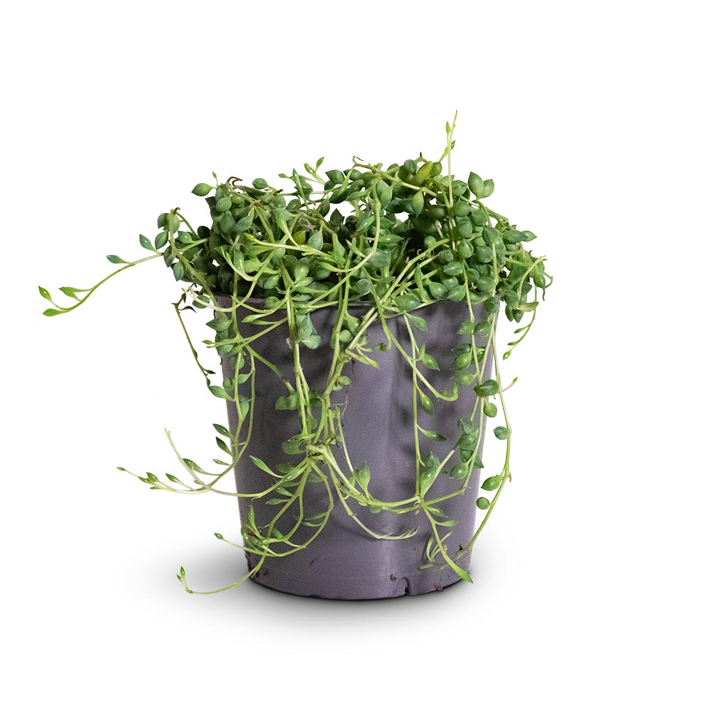 Senecio herreianus - String of Beads Small