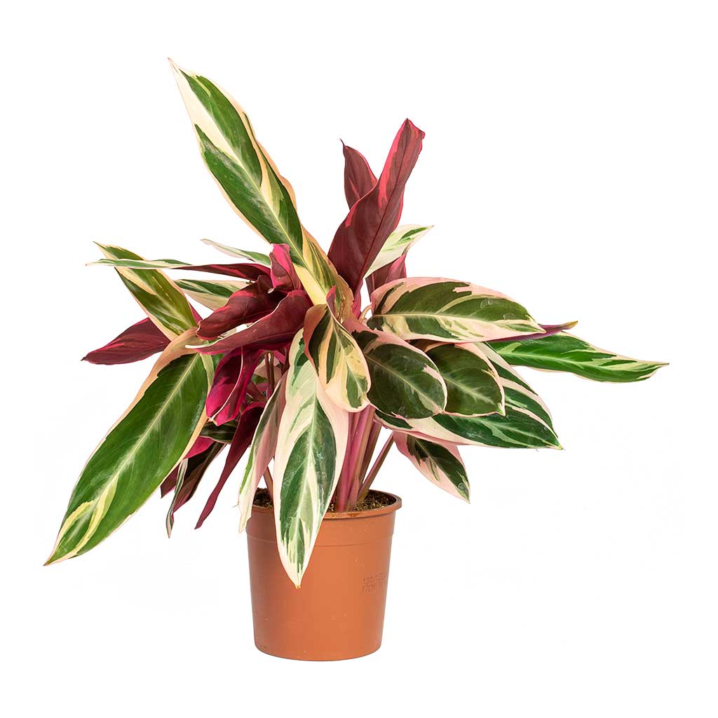 Stromanthe sanguinea Triostar - 14 x 55cm
