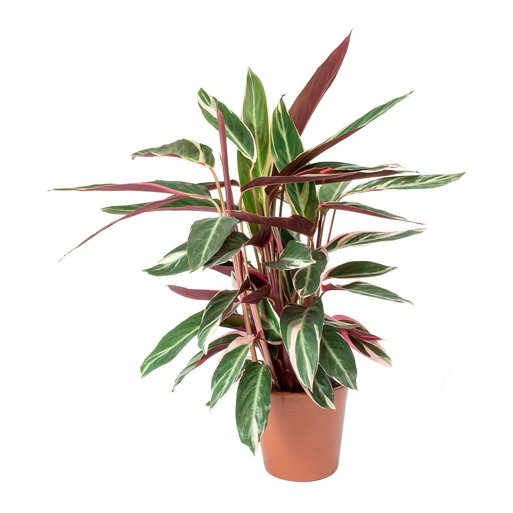Stromanthe sanguinea Triostar 70cm