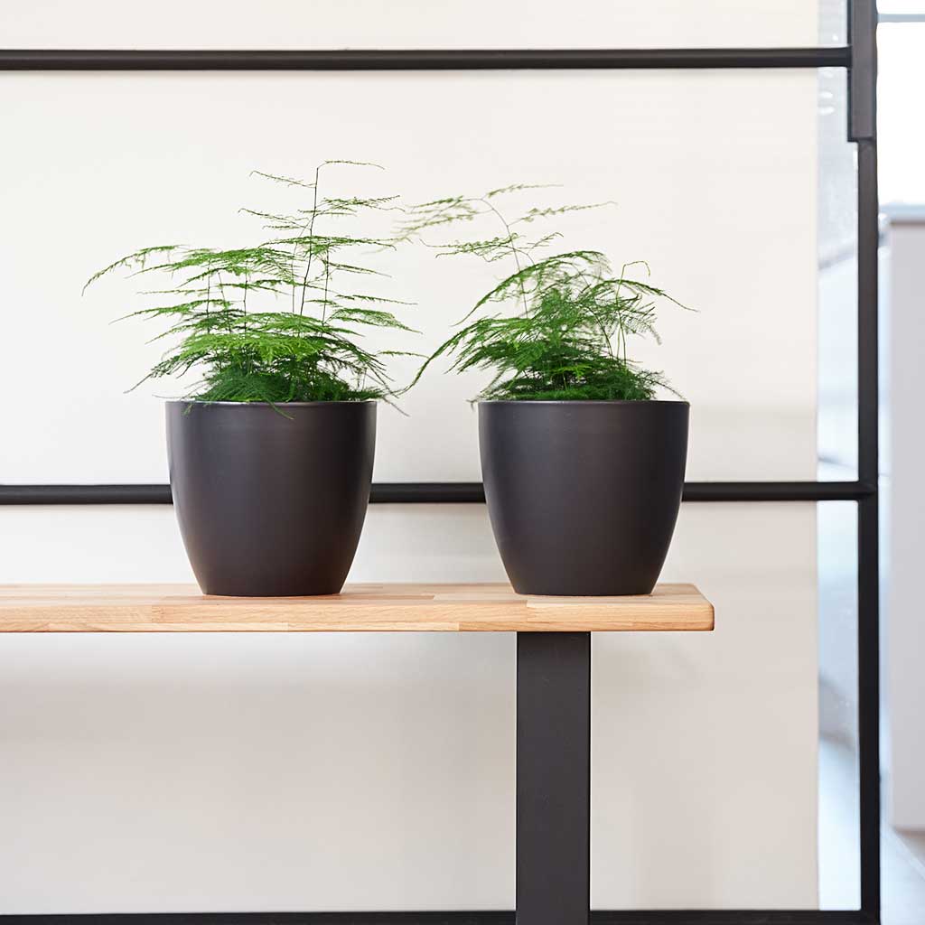 Sven Black Plant Pots & Lace Ferns