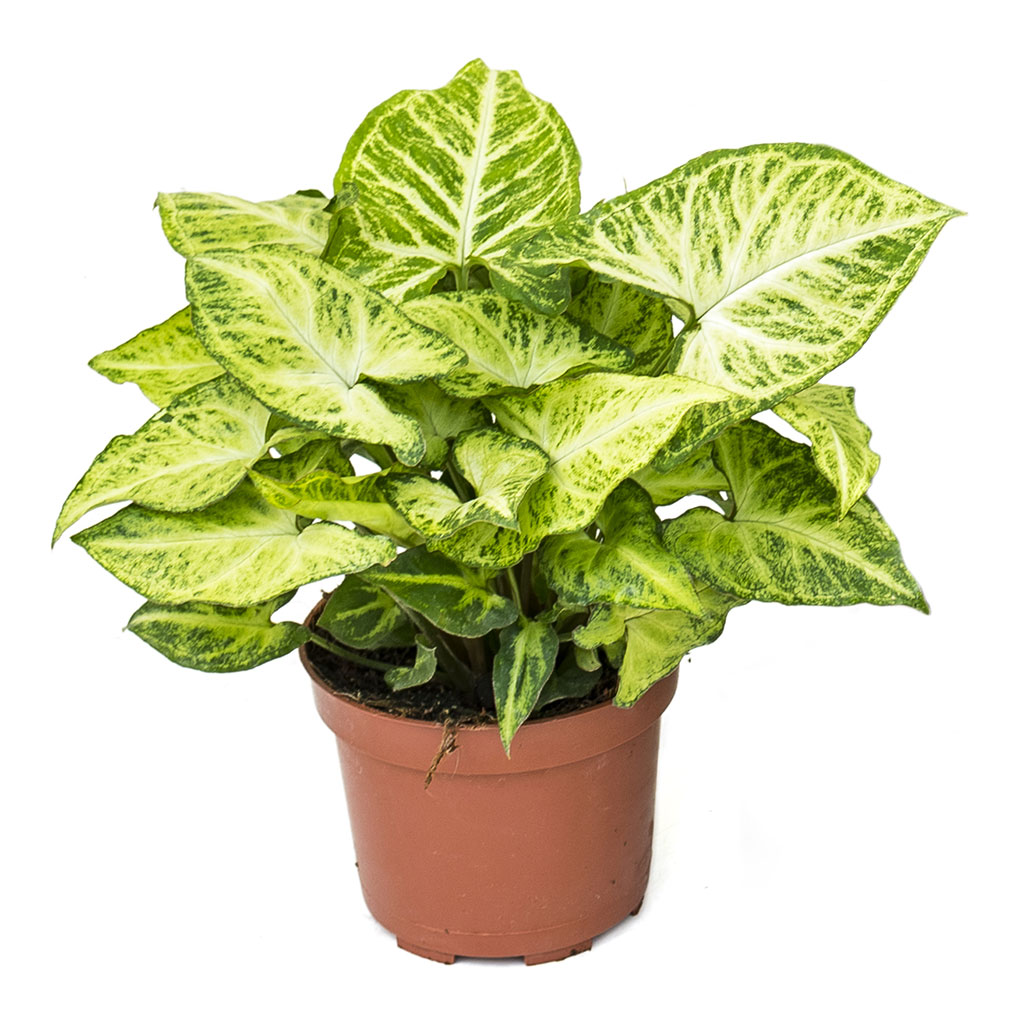 Syngonium nephphytis Arrow - Arrow Plant Small