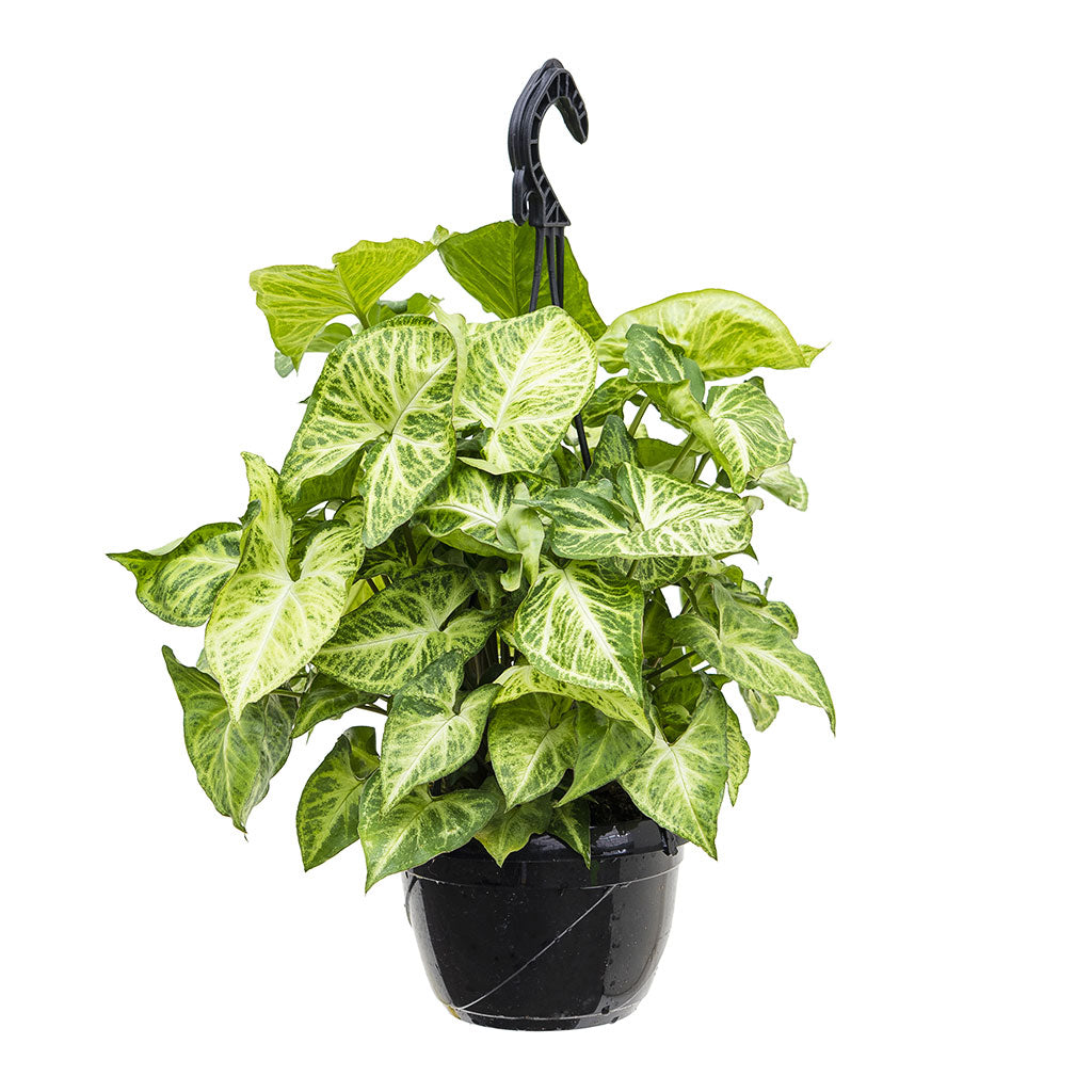 Syngonium nephphytis Arrow - Arrow Plant Medium