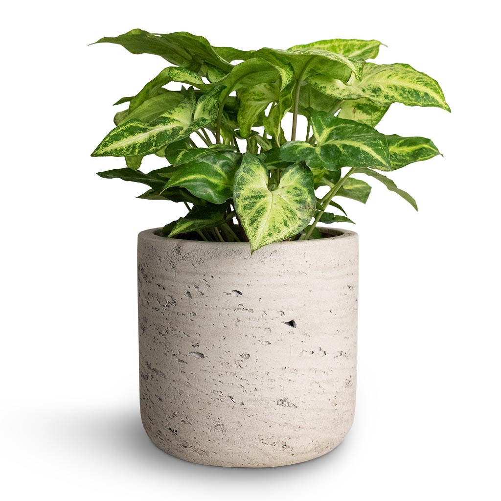 Syngonium nephthytis Arrow - Arrow Plant & Charlie Plant Pot - Grey Washed