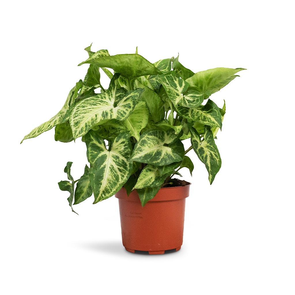 Syngonium nephthytis Arrow Houseplant - Arrow Plant