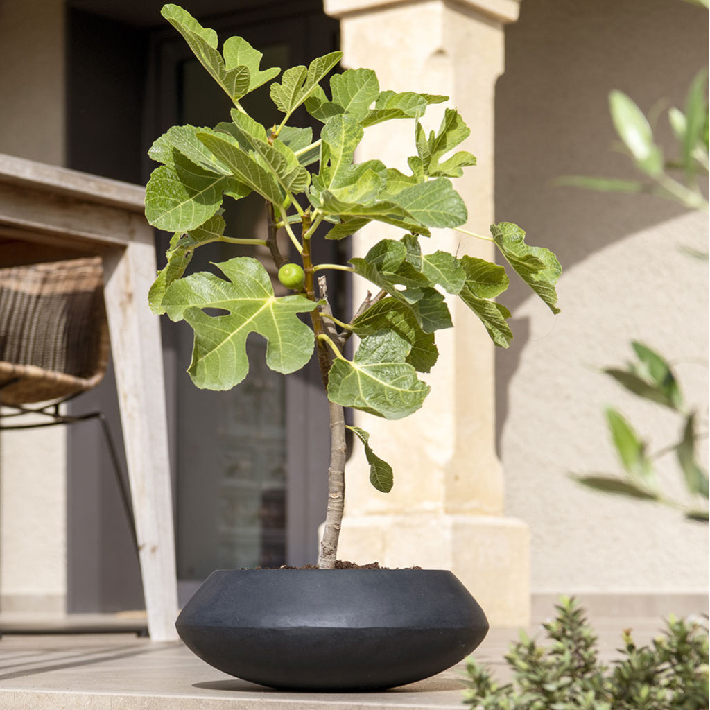 Tara Natural Planter - Black & Fig On Step