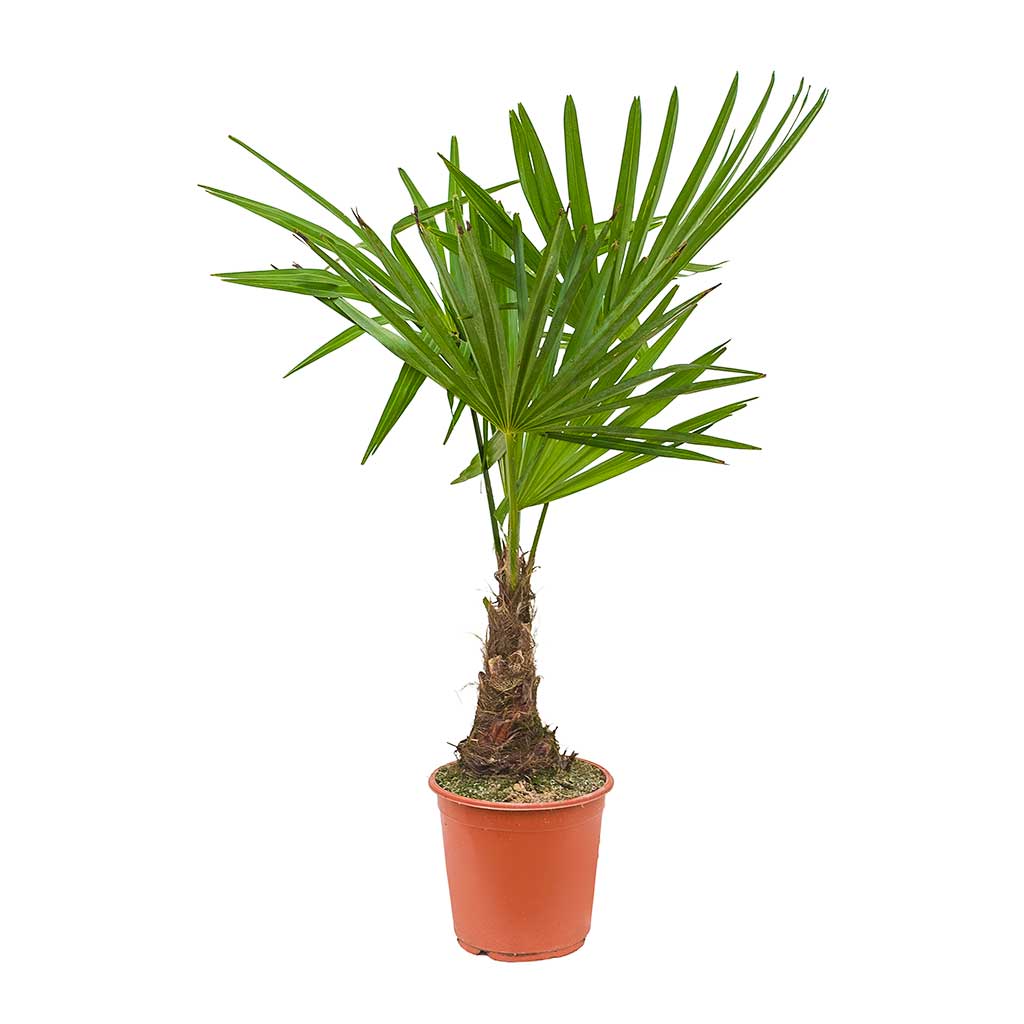 Trachycarpus fortunei - Windmill Palm 75cm