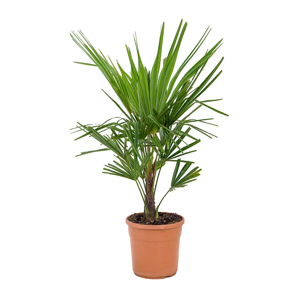 Trachycarpus fortunei - Windmill Palm 90cm