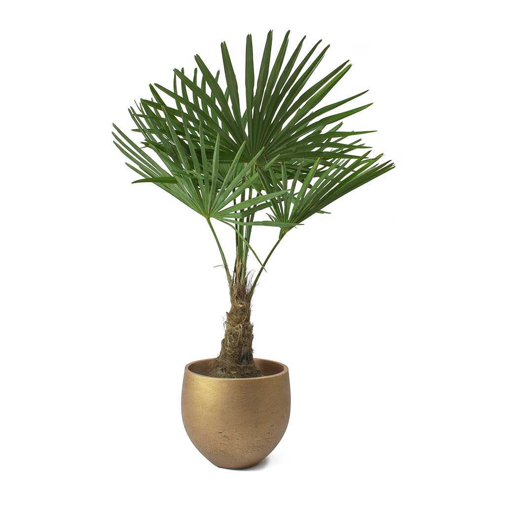 Trachycarpus fortunei - Windmill Palm &amp; Mini Orb Kevan Plant Pot