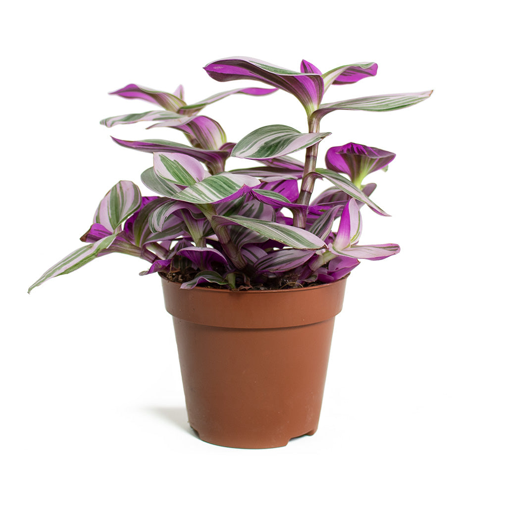 Tradescantia albiflora Nanouk Fantasy Venice Small